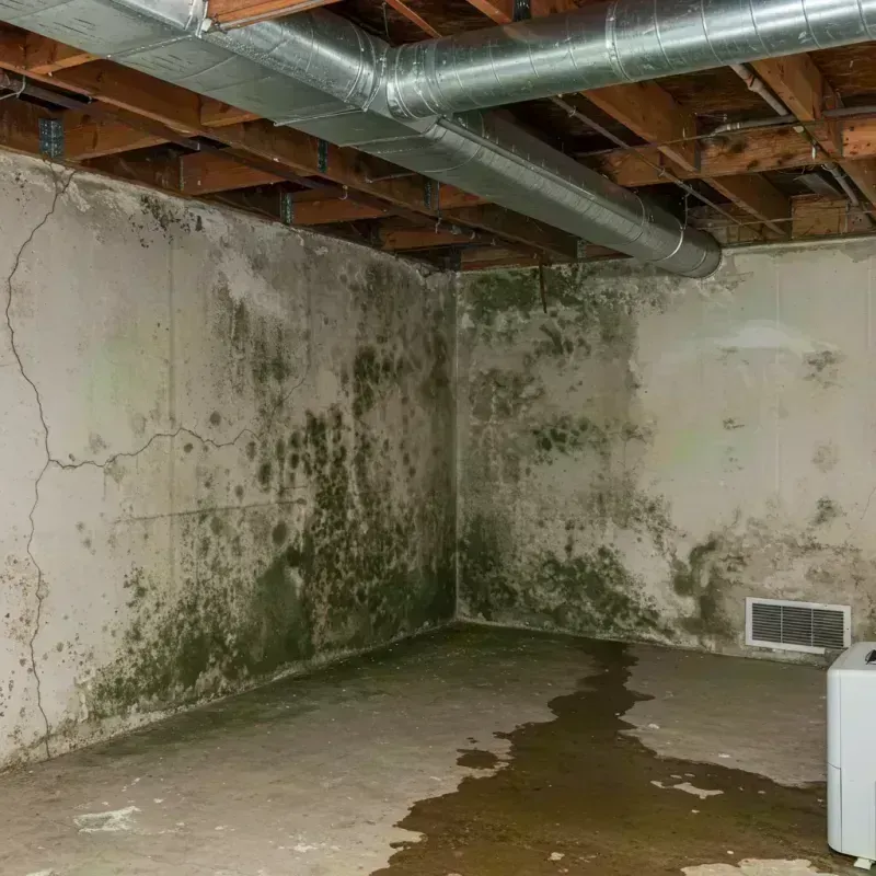 Professional Mold Removal in Port Morris, NY